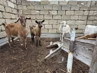 Koza, Saanen goat — fotografija 1