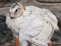 Quails — fotografija 3