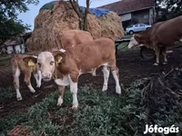 Bik, Simmental cattle — fotografija 5