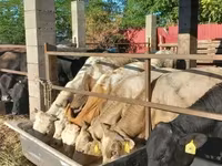 Touro, Vaca Limousine — foto 7