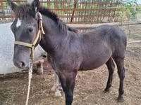 Caballo, Caballos — foto 5