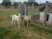 公羊, Merino sheep — 照片 1