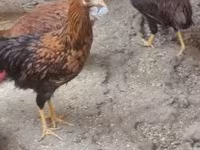 Chickens — fotografija 2