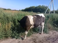 Bik, Simmental cattle — fotografija 2