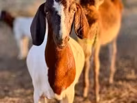 बकरी, Boer goat — फ़ोटो 5