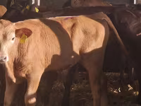 Buqa, Simmental cattle — 5-rasm