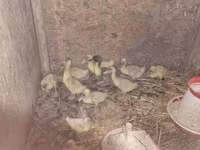 Ducks — 3-сурет