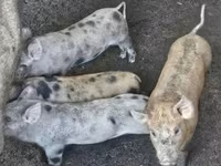 猪（批次，未指定性别）, Pigs — 照片 1