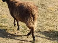 Qoʻchqor, Tsigai sheep — 5-rasm