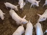 母猪, Pigs — 照片 7