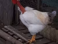 Chickens — 照片 6