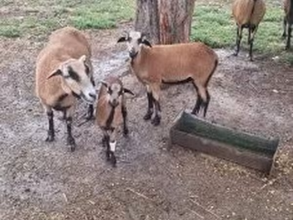 Bélier, Cameroon sheep — Hongrie