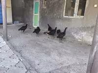 Chickens — fotografija 7