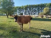 Krowa, Rasa jerseyjska — zdjęcie 1