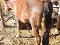 Kobila, French Trotter — fotografija 7