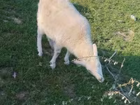 Ziege, Russian White goat — Foto 1