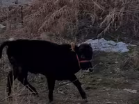 Bik, Swedish red cattle — fotografija 1