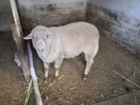 公羊, Merino sheep — 照片 3