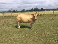 Krava, Partenaise cattle — fotografija 1
