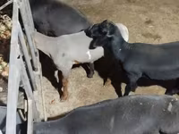Ovan, Hissar sheep — fotografija 2