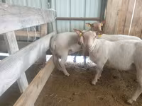 Ovca, Baerchuke sheep — fotografija 2