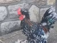 Chickens — 照片 3