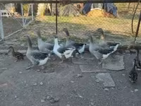 Guinea fowl — zdjęcie 5