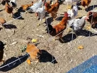 Chickens — fotografija 1