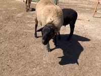 Carnero, Suffolk sheep — foto 2