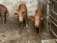 Verro, Мангалица — foto 2