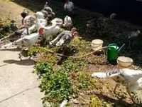 Turkeys — fotografija 2