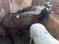 Ovelha, Rhon sheep — foto 5