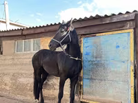 Kobila, Friesian — fotografija 7