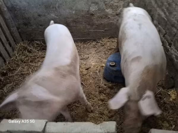 Мегежін, Шошқалар
