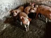 خنزير ذكر, الخنازير — الصورة 6