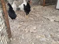 Chickens — 写真 2
