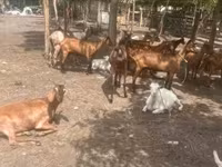 Cabra, Cabras — foto 1