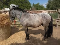 Cavalo, Appaloosa — foto 2