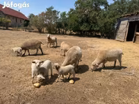 Sheep, Sheep — photo 1