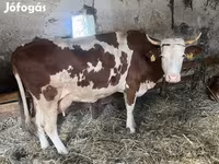 Cow, Limousin cow — photo 5