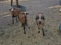मेढ़ा, Cameroon sheep — फ़ोटो 3