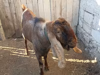 Jarac, Nubian Goat — fotografija 3