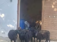 母羊, Ouessant sheep — 照片 1