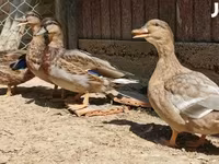 Ducks — الصورة 2