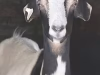 Cabra, Cabras — foto 4