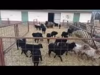 母羊, Racka sheep — 照片 3