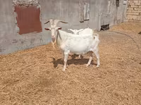 Jarac, Saanen goat — fotografija 2