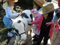 Pastuv, Miniature horse — fotografija 3