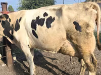 İnək, Swiss cattle — foto 3