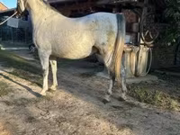 At, Lipizzaner — foto 2